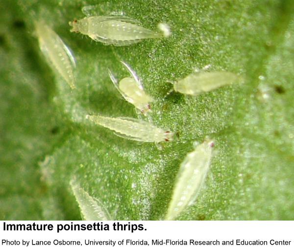 Poinsettia thrips immatures